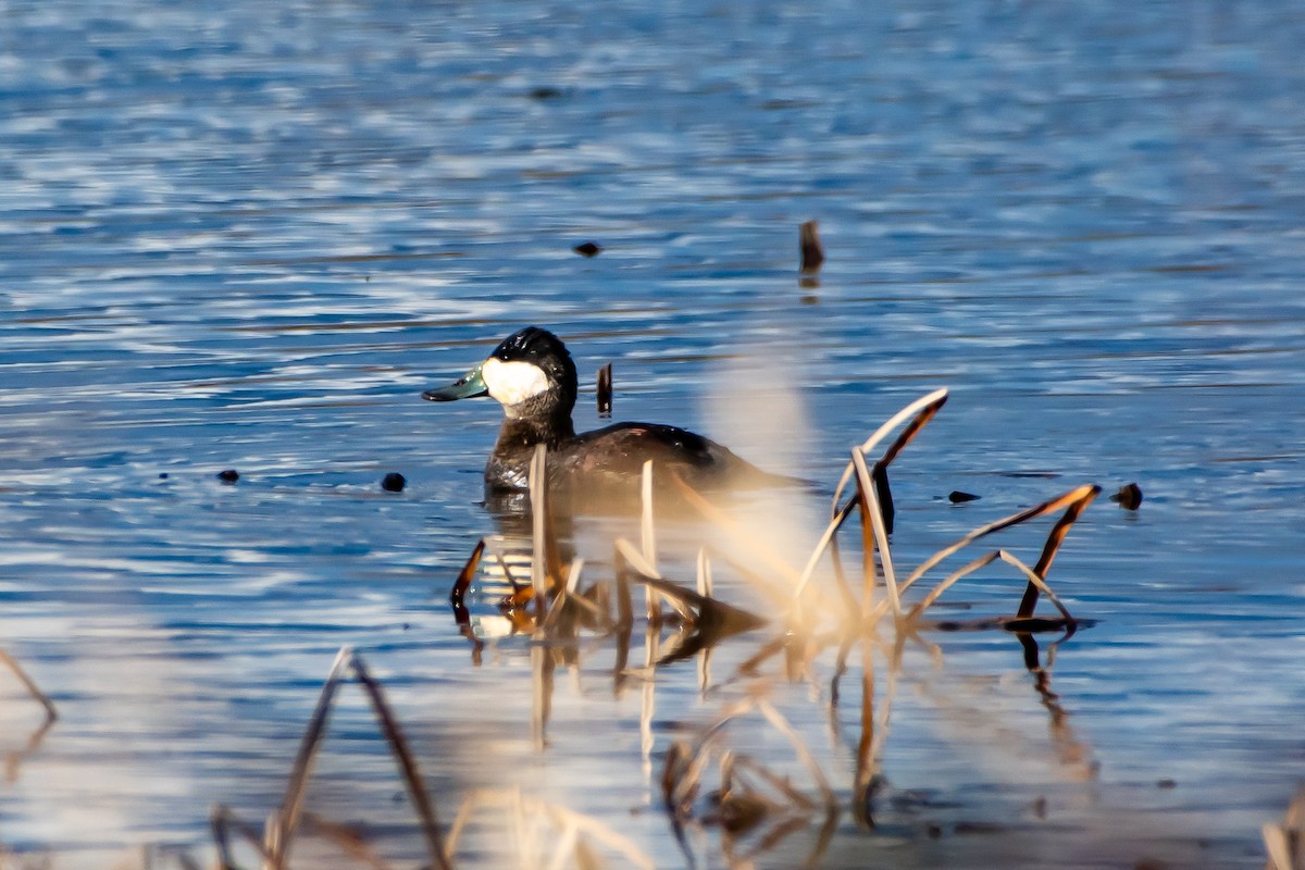 Ruddy Duck - ML614424502