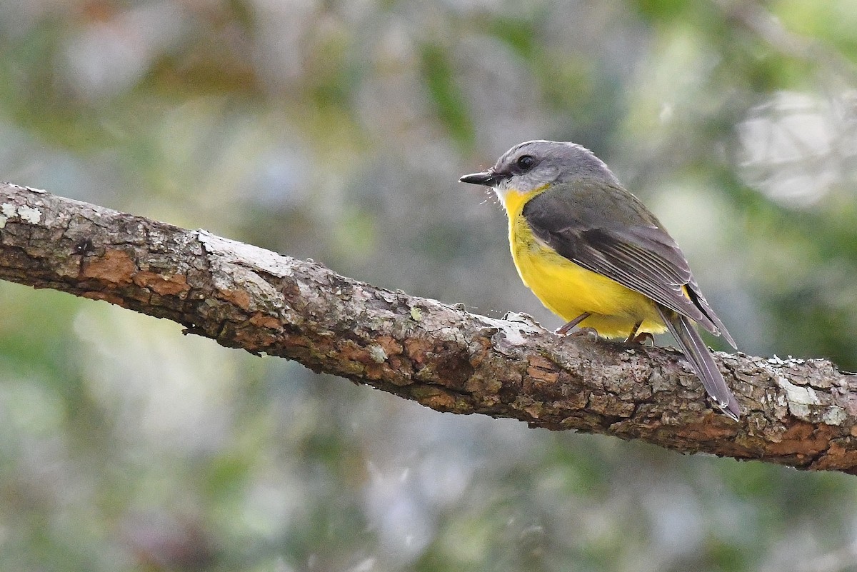 Eastern Yellow Robin - ML61442451