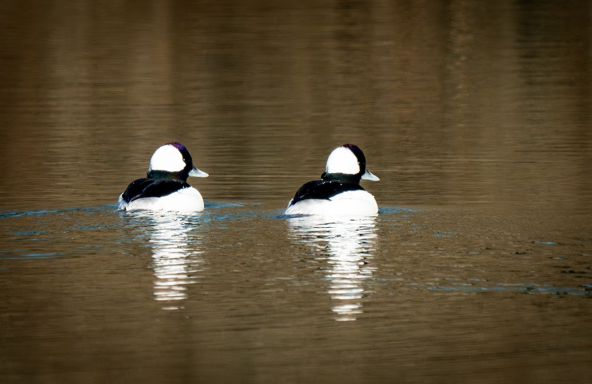 Bufflehead - Michael Saylor