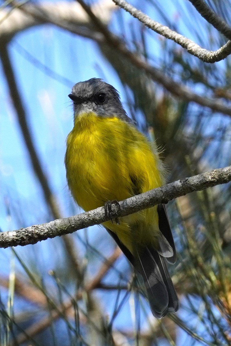 Eastern Yellow Robin - ML614424638