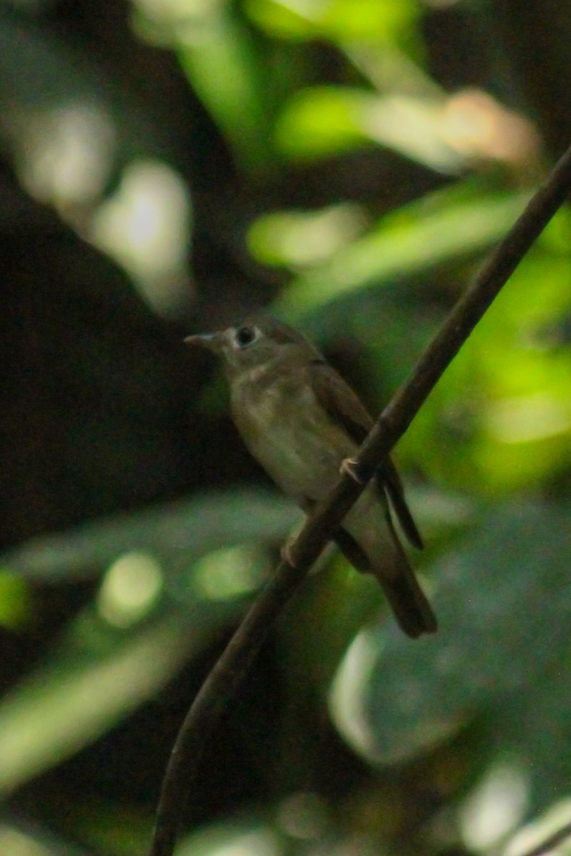 Brown-breasted Flycatcher - ML614424661