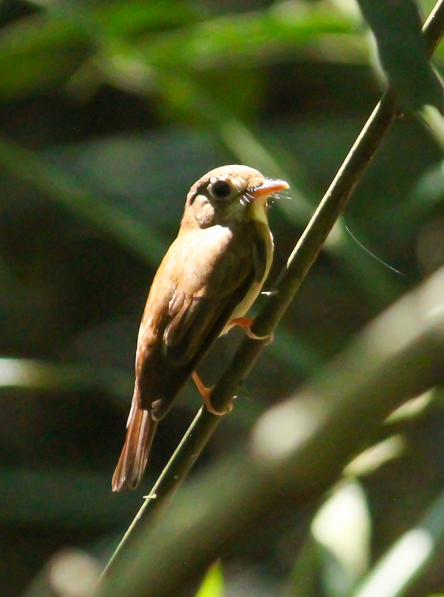 Brown-breasted Flycatcher - ML614424662