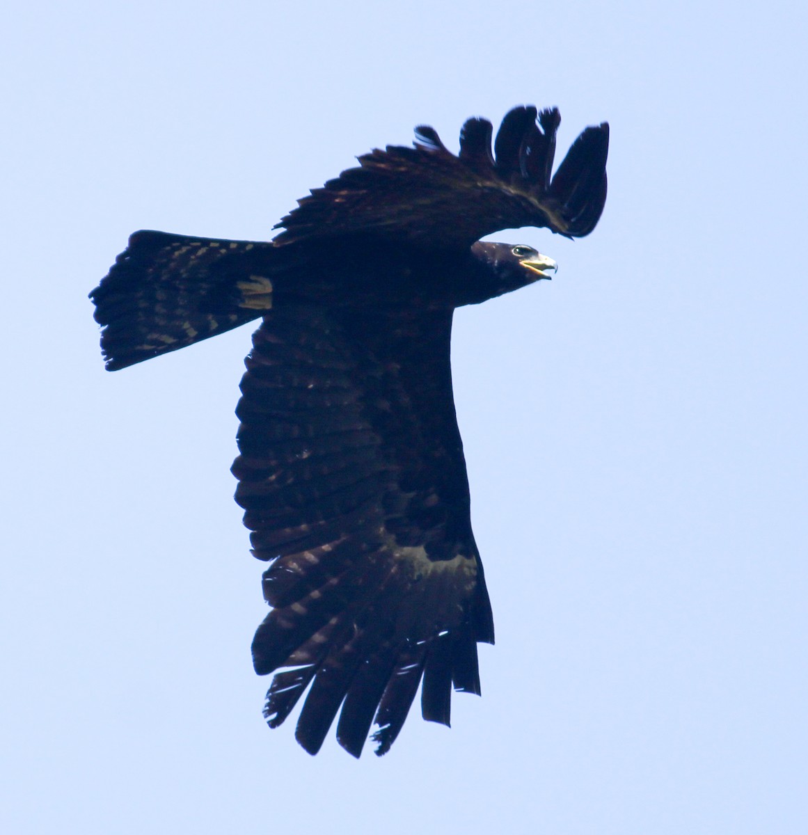 Black Eagle - ML614424688