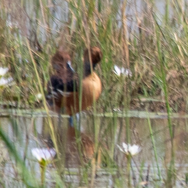 Fulvous Whistling-Duck - ML614424742