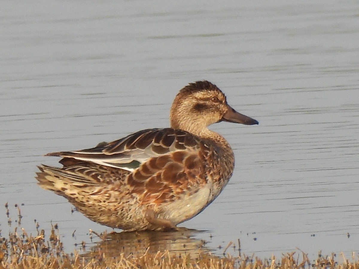 Garganey - Shilpa Gadgil