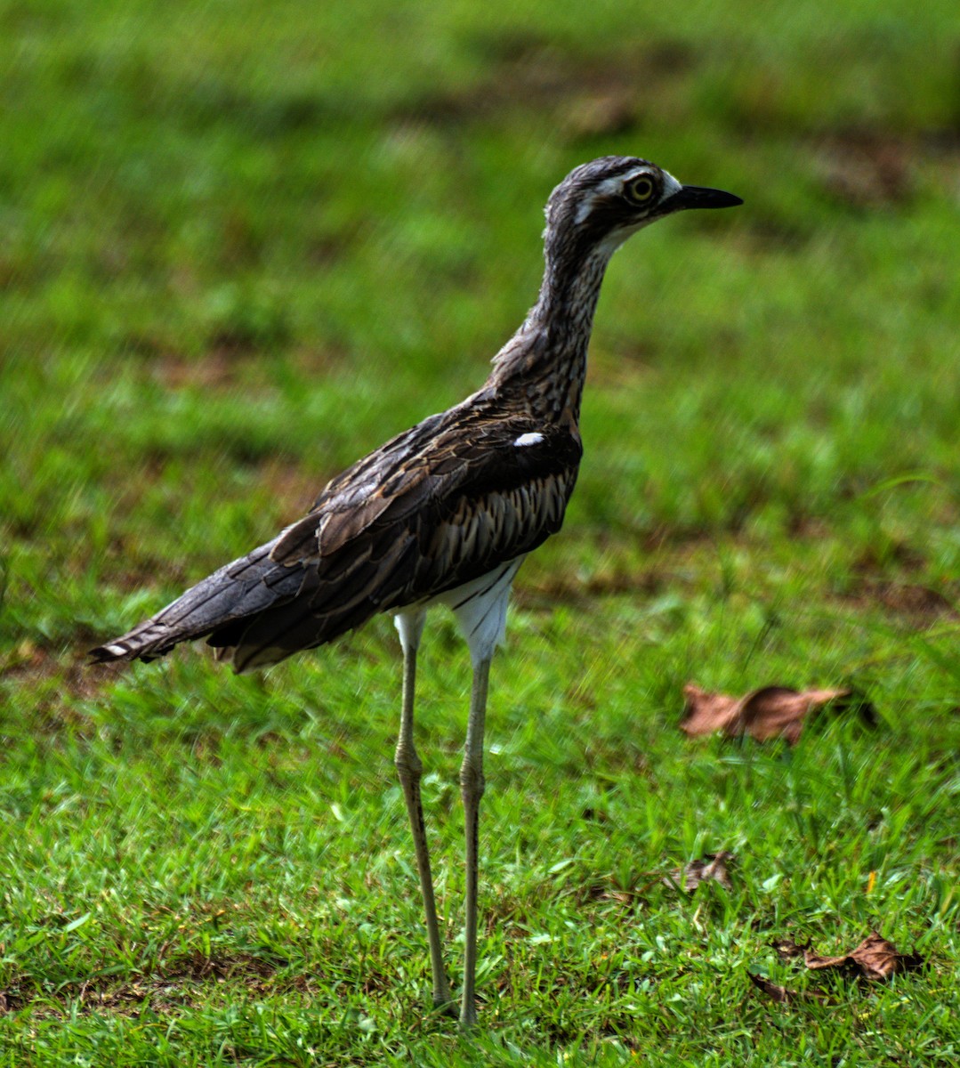 Bush Thick-knee - ML614424878