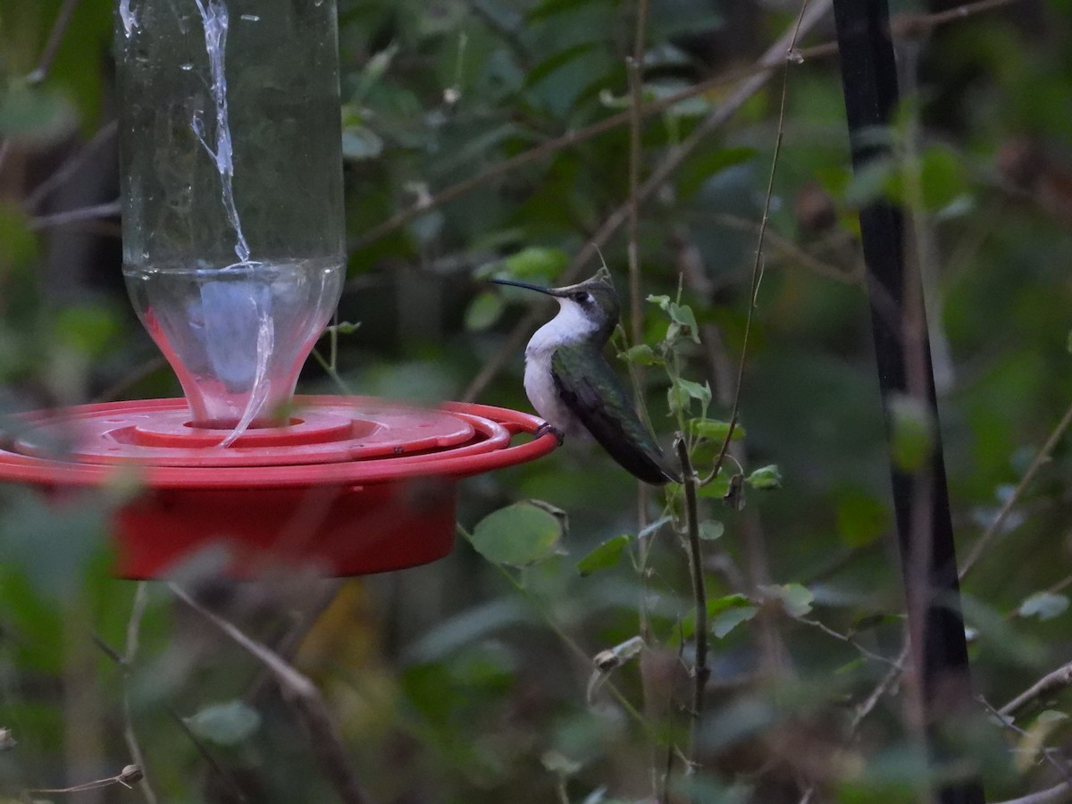 Ruby-throated Hummingbird - ML614424904