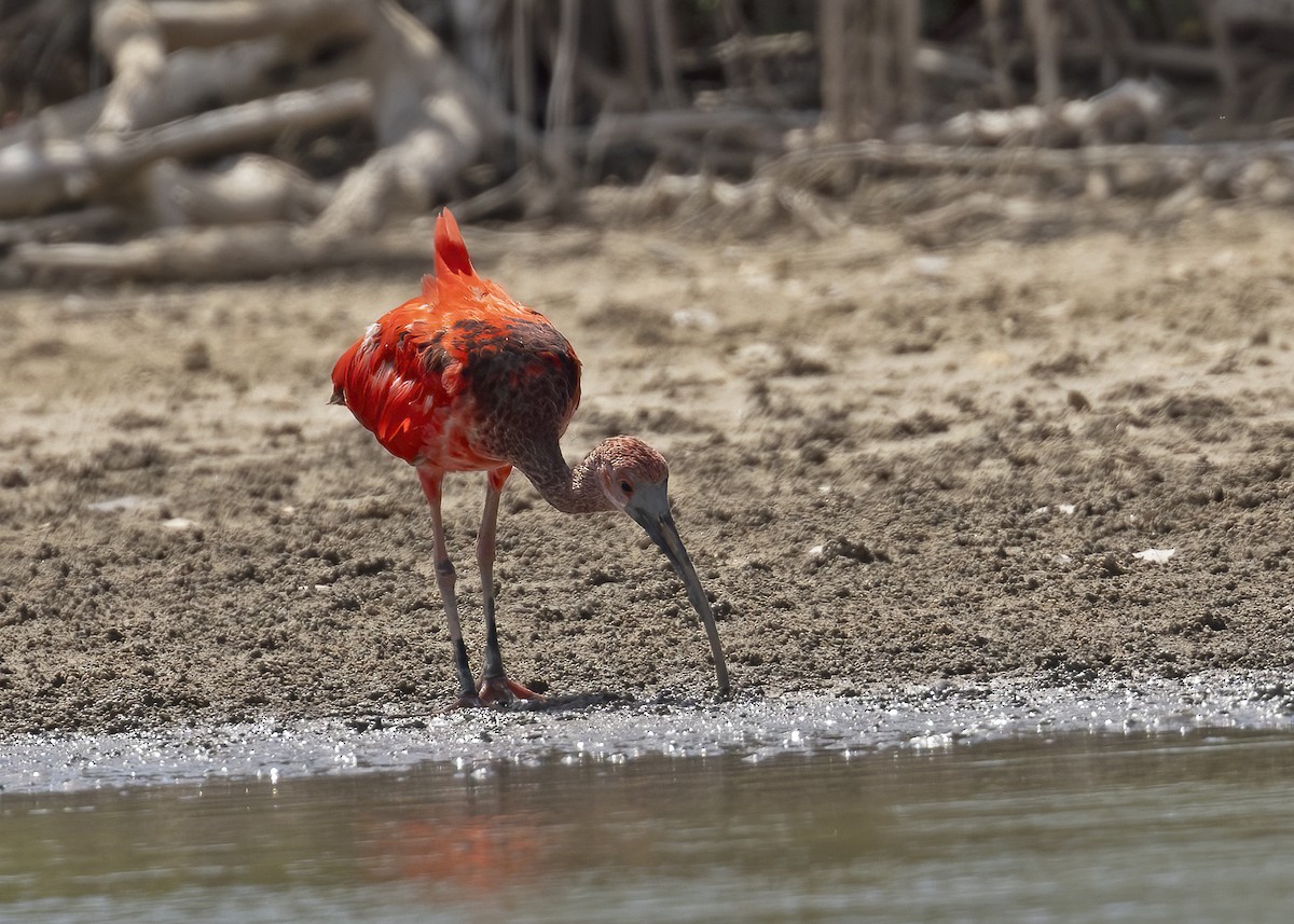 Scarlet Ibis - ML614424937