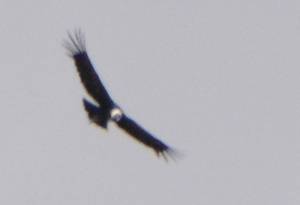 Condor des Andes - ML614424938