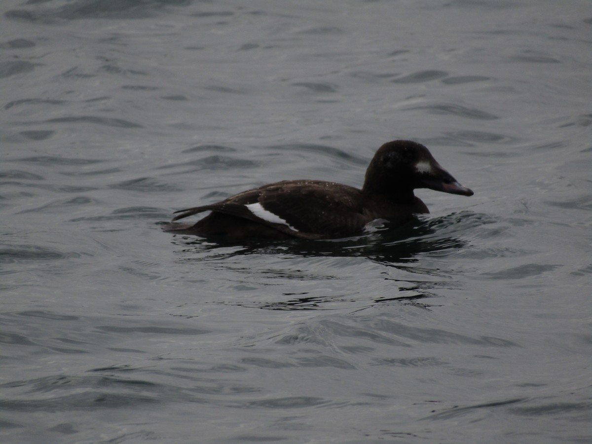 White-winged Scoter - ML614424939