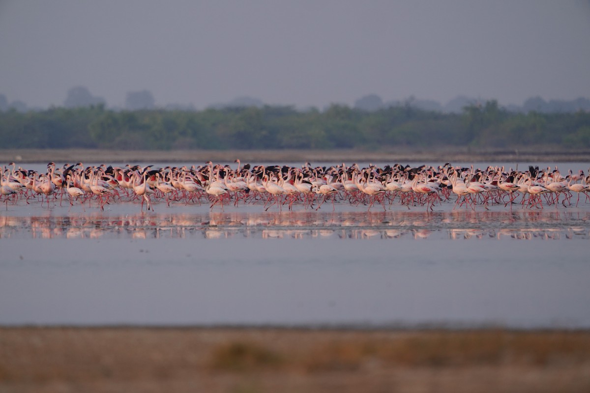 Lesser Flamingo - Hrishikesh B