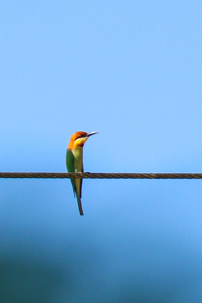 Chestnut-headed Bee-eater - ML614424962