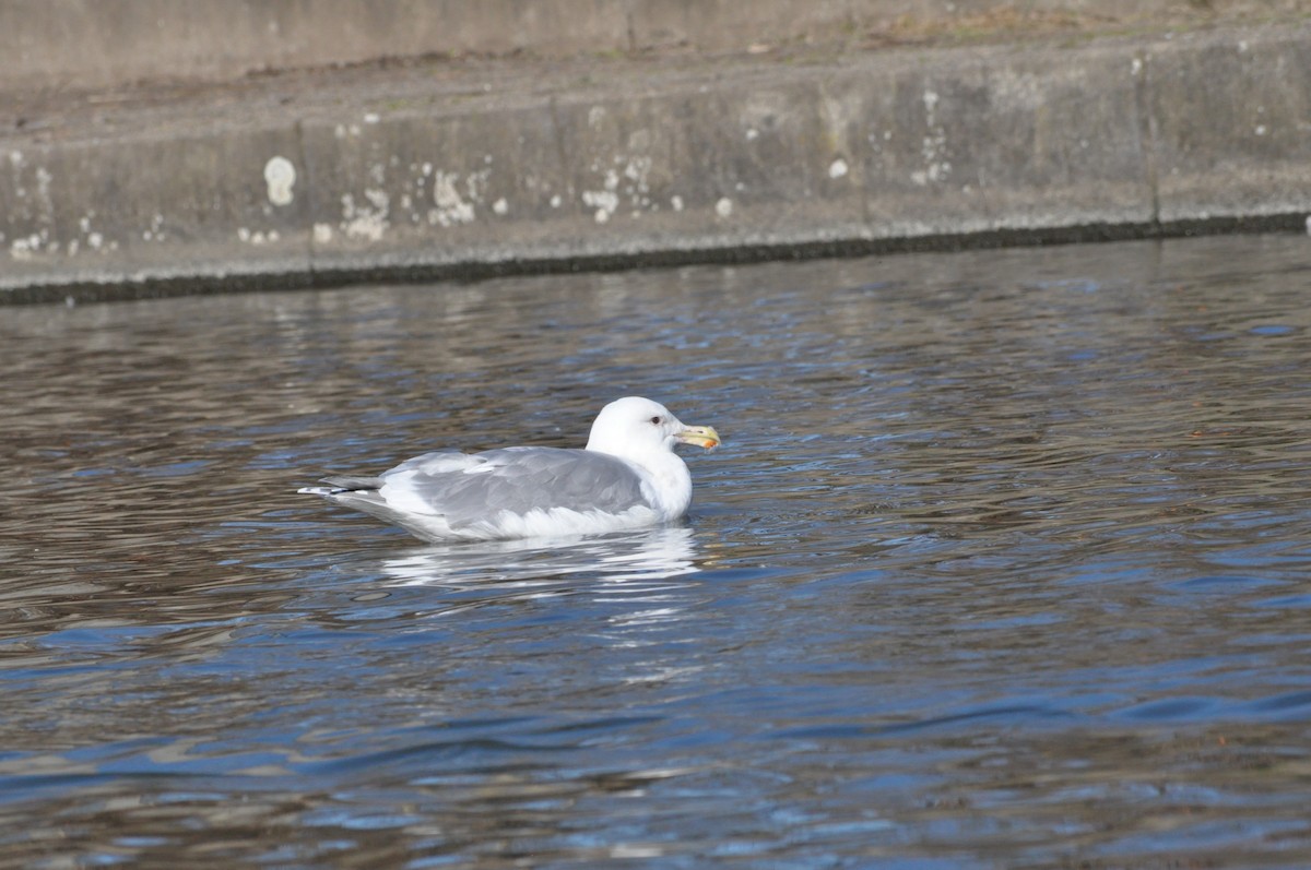 Western x Glaucous-winged Gull (hybrid) - Samuel Rodgers