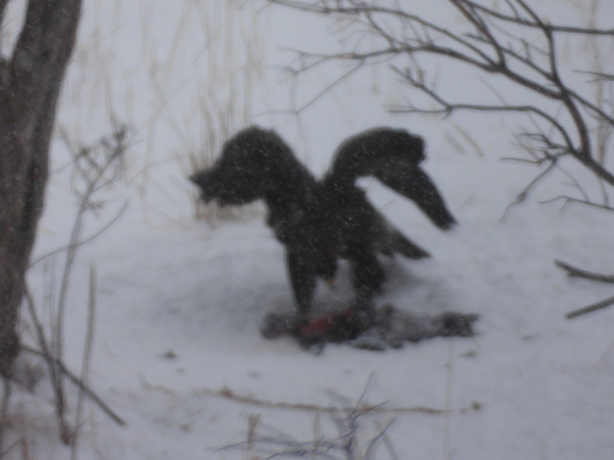 Цармын бүргэд - ML614424976