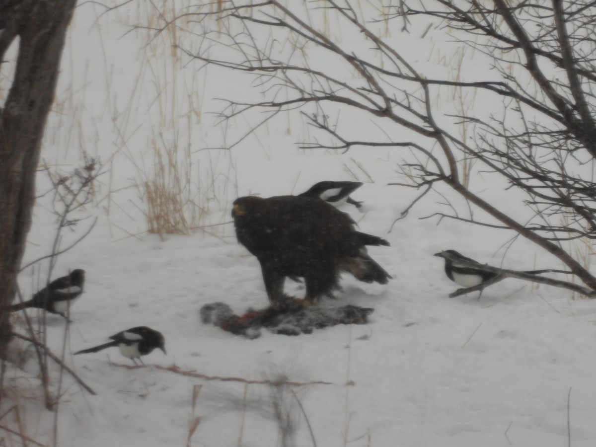 Цармын бүргэд - ML614424977