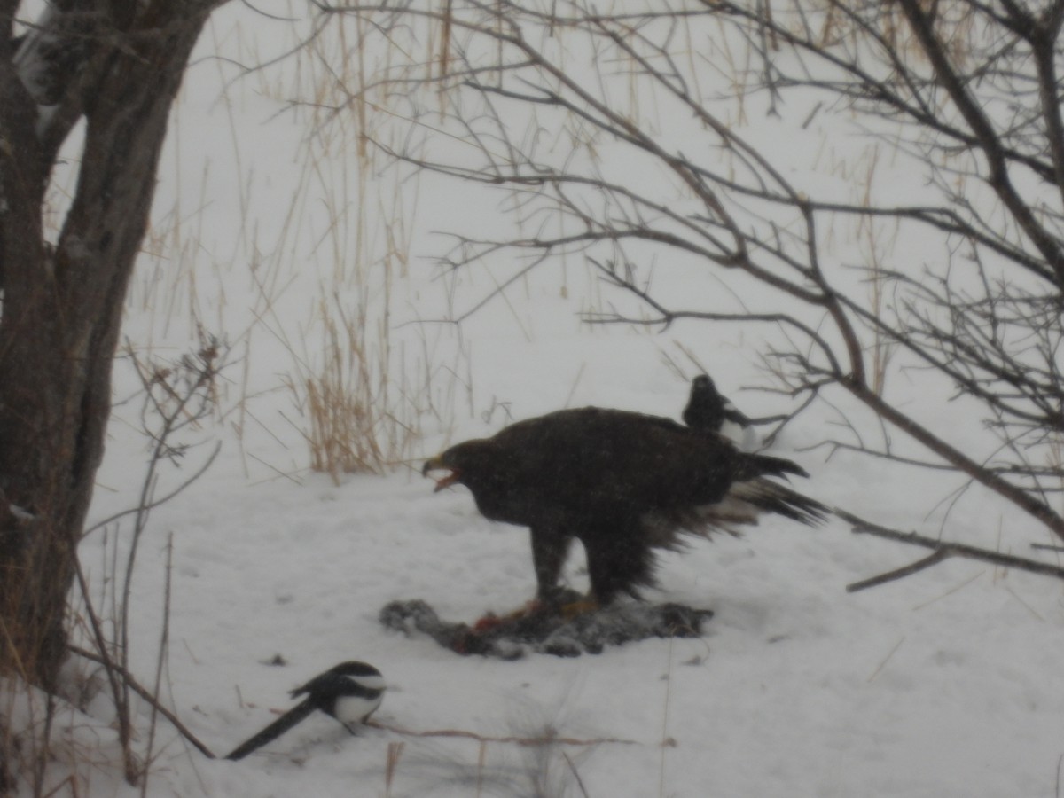 Цармын бүргэд - ML614424978