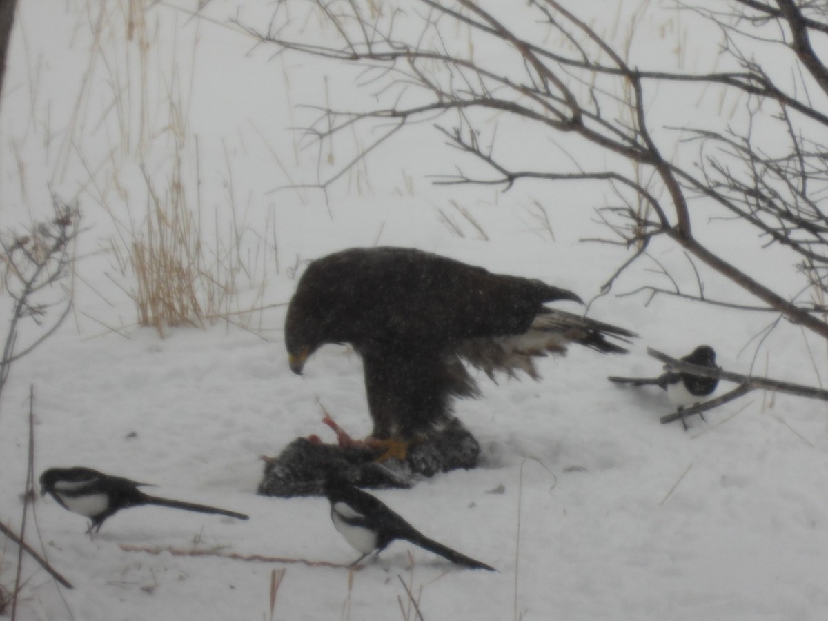 Цармын бүргэд - ML614424979