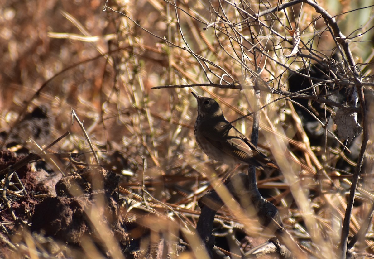 Hermit Thrush - ML614425017