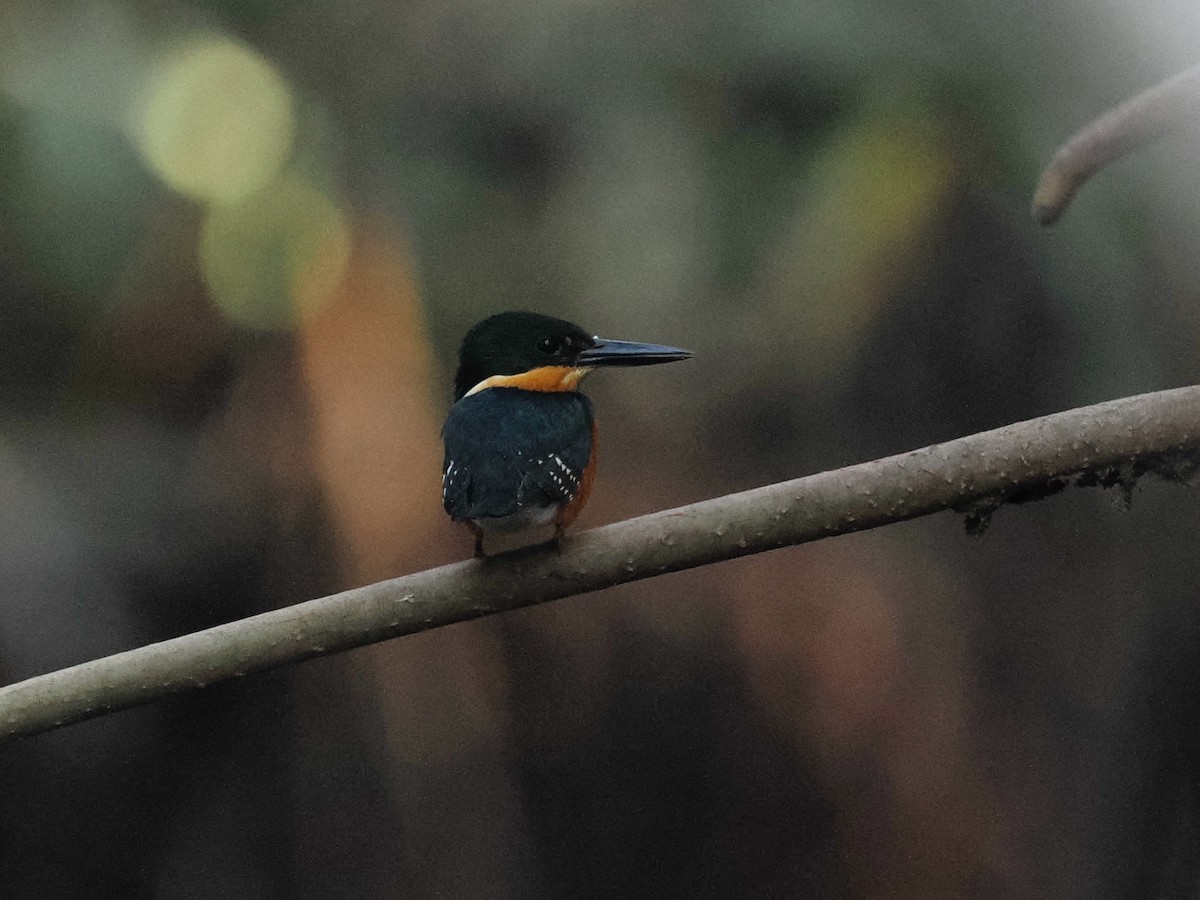 American Pygmy Kingfisher - ML614425070