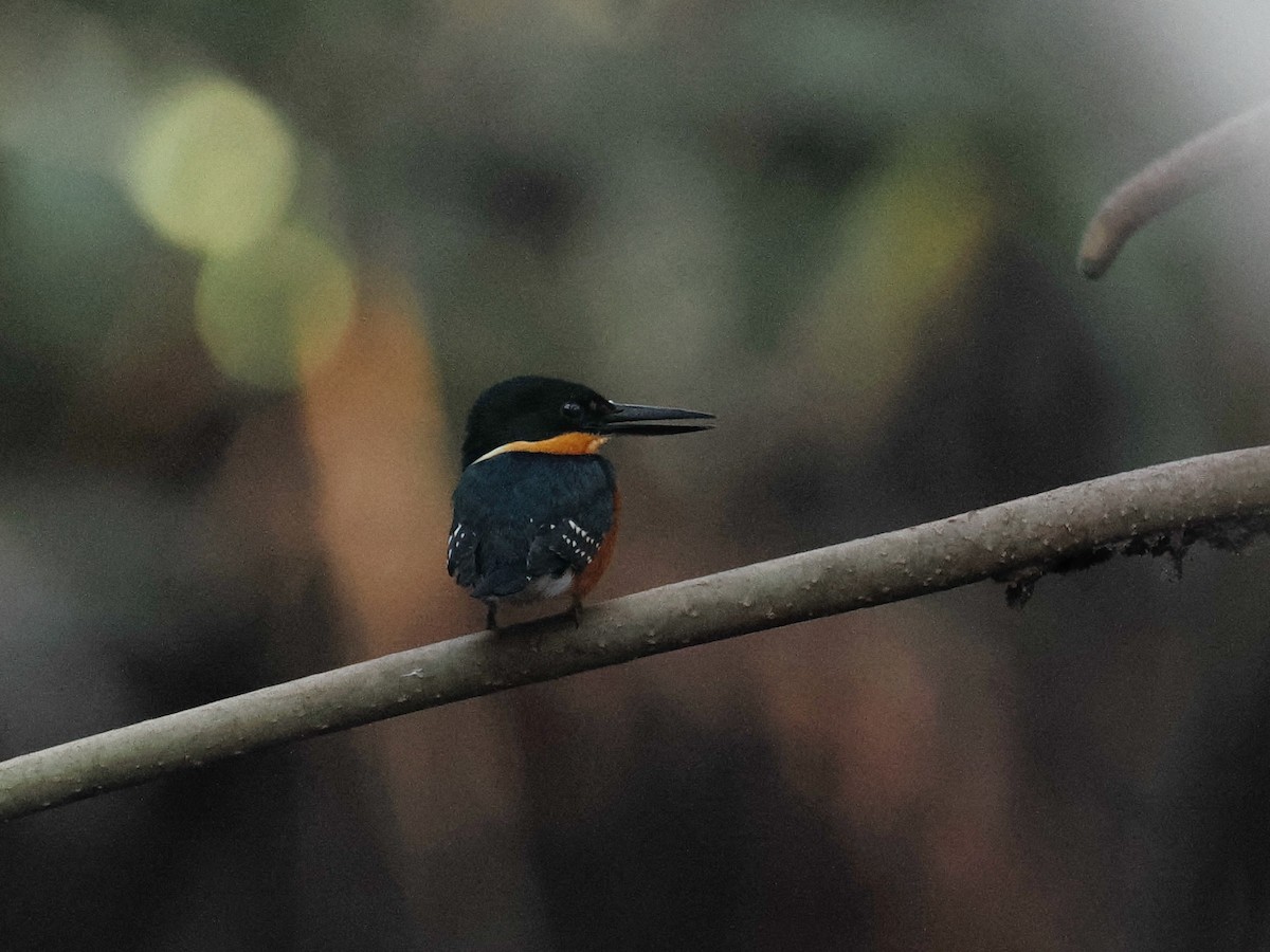 American Pygmy Kingfisher - ML614425071