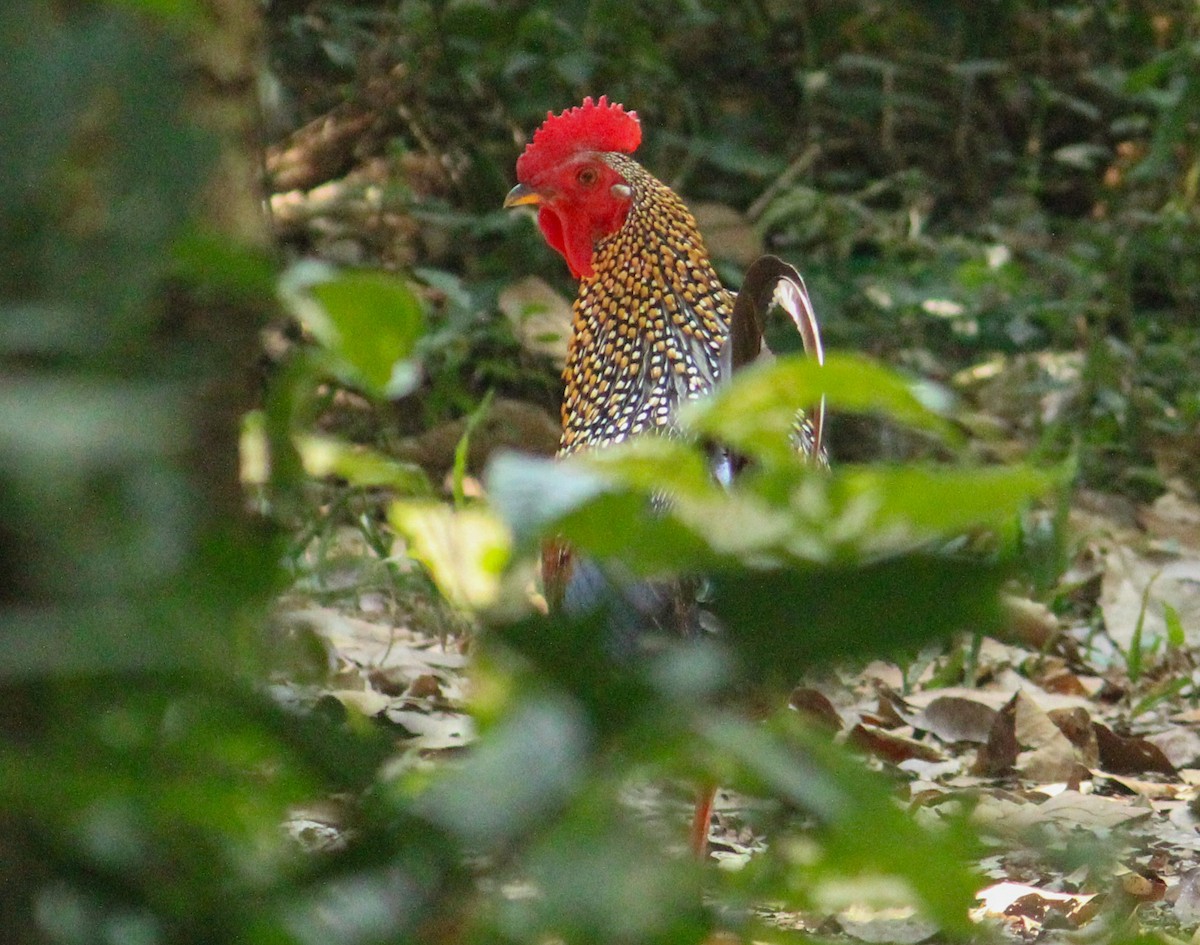 Gray Junglefowl - ML614425093