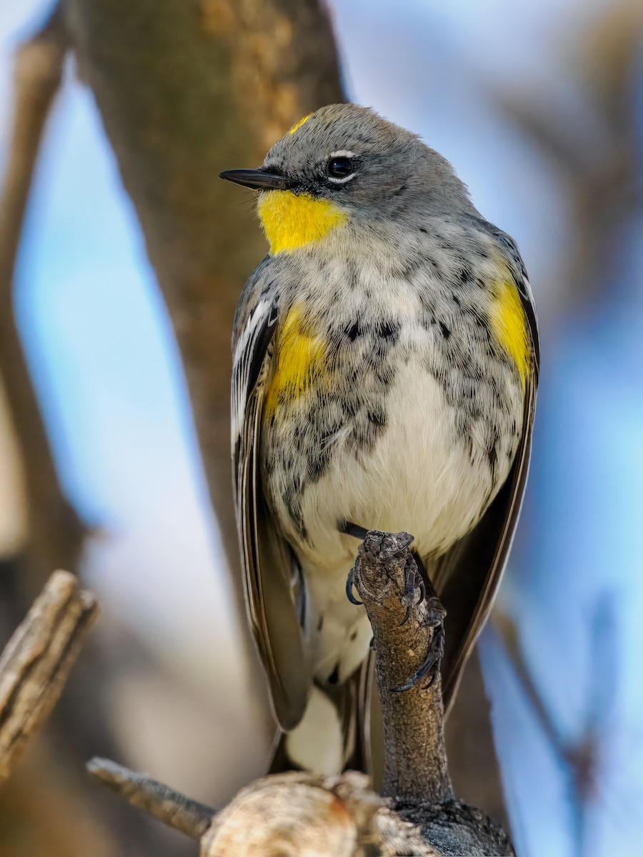 Yellow-rumped Warbler - Steven Meisel