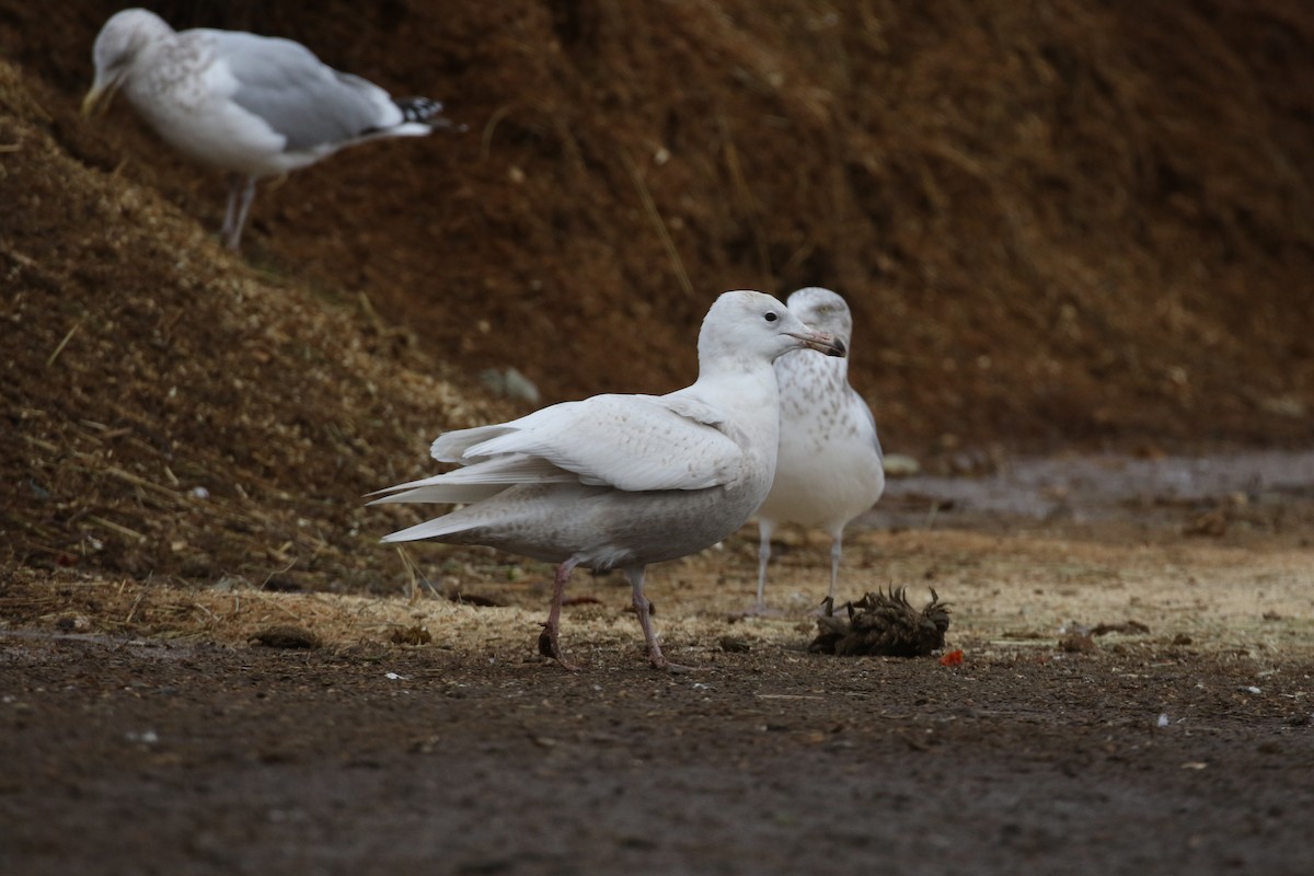 Glaucous Gull - ML614425101