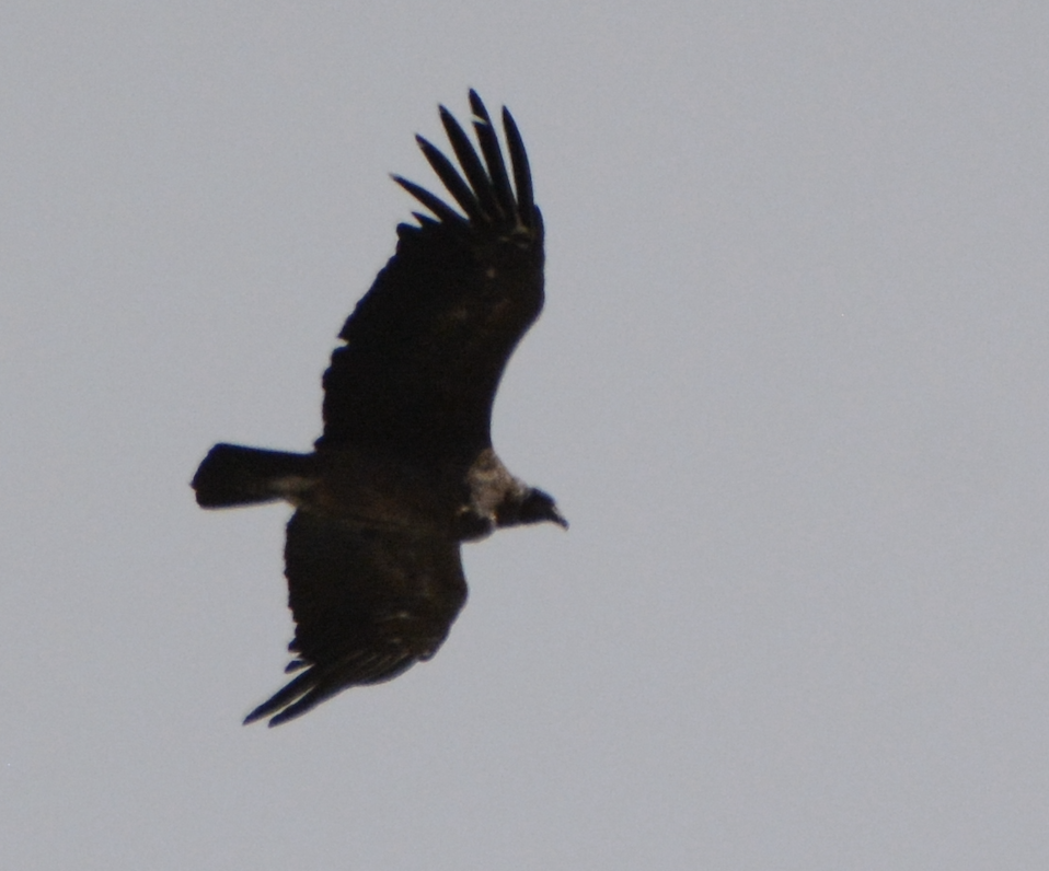 Condor des Andes - ML614425103