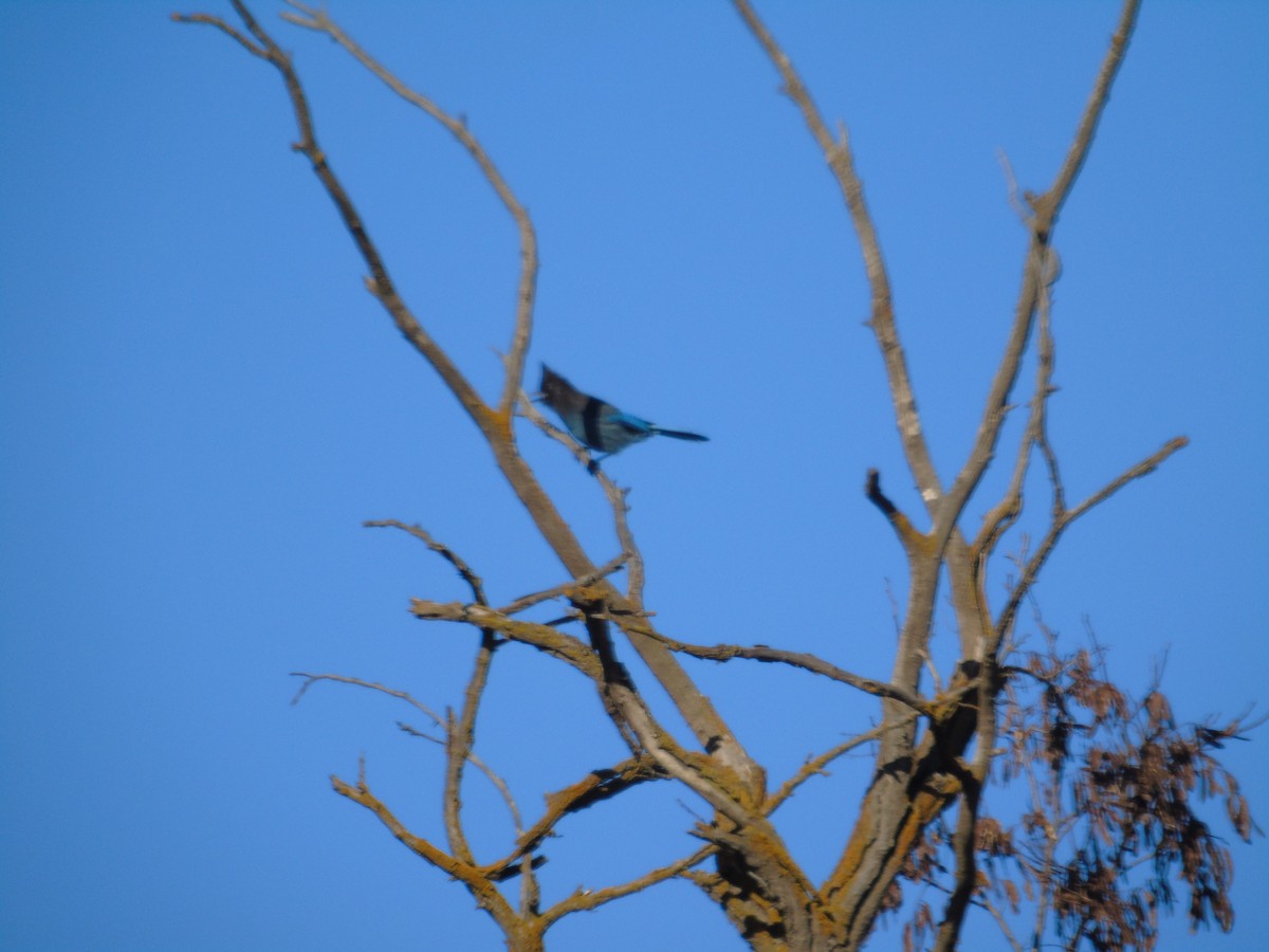 Steller's Jay - Mike & MerryLynn  Denny