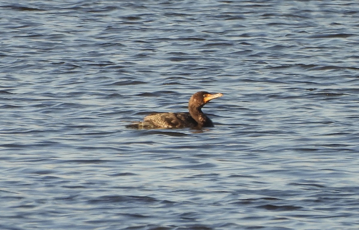 Double-crested Cormorant - ML614425105