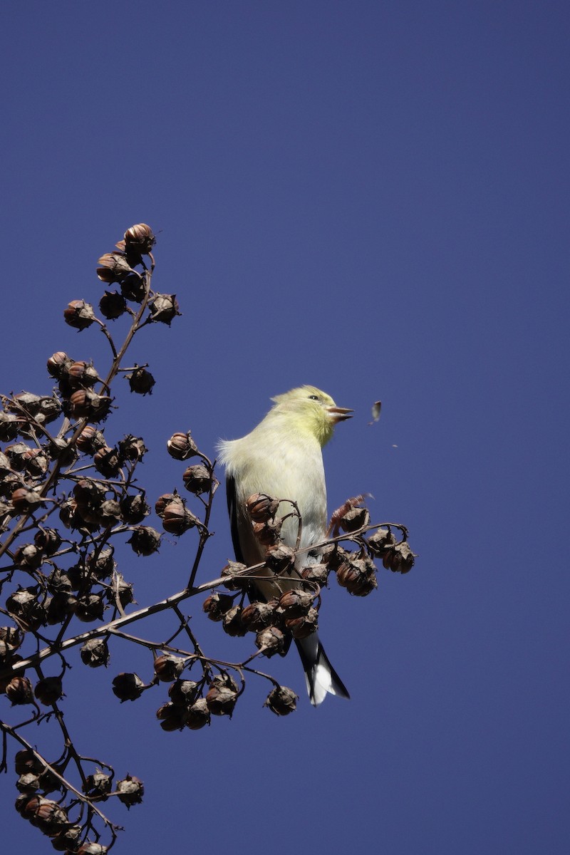 American Goldfinch - ML614425107