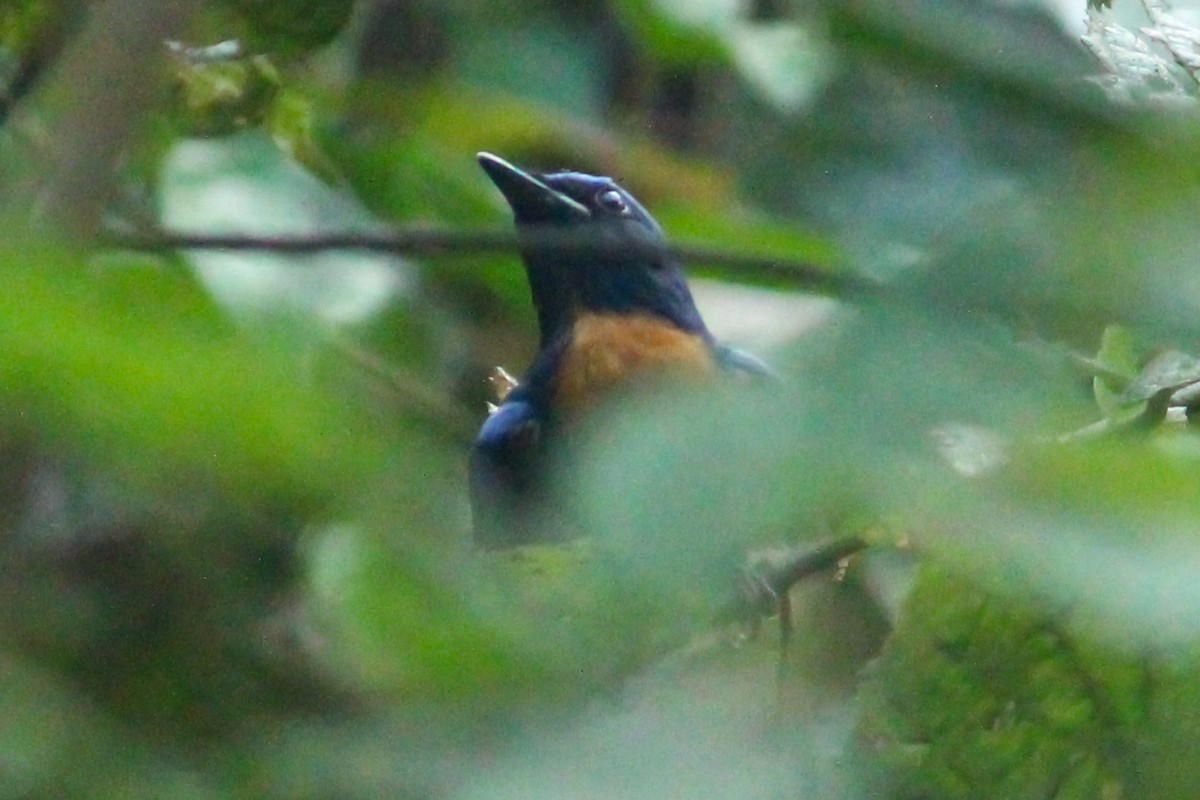 Blue-throated Flycatcher - ML614425110