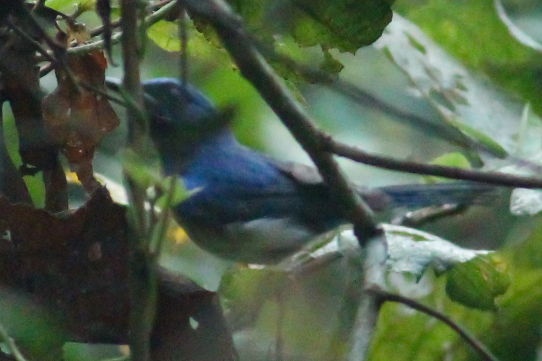 Blue-throated Flycatcher - ML614425114