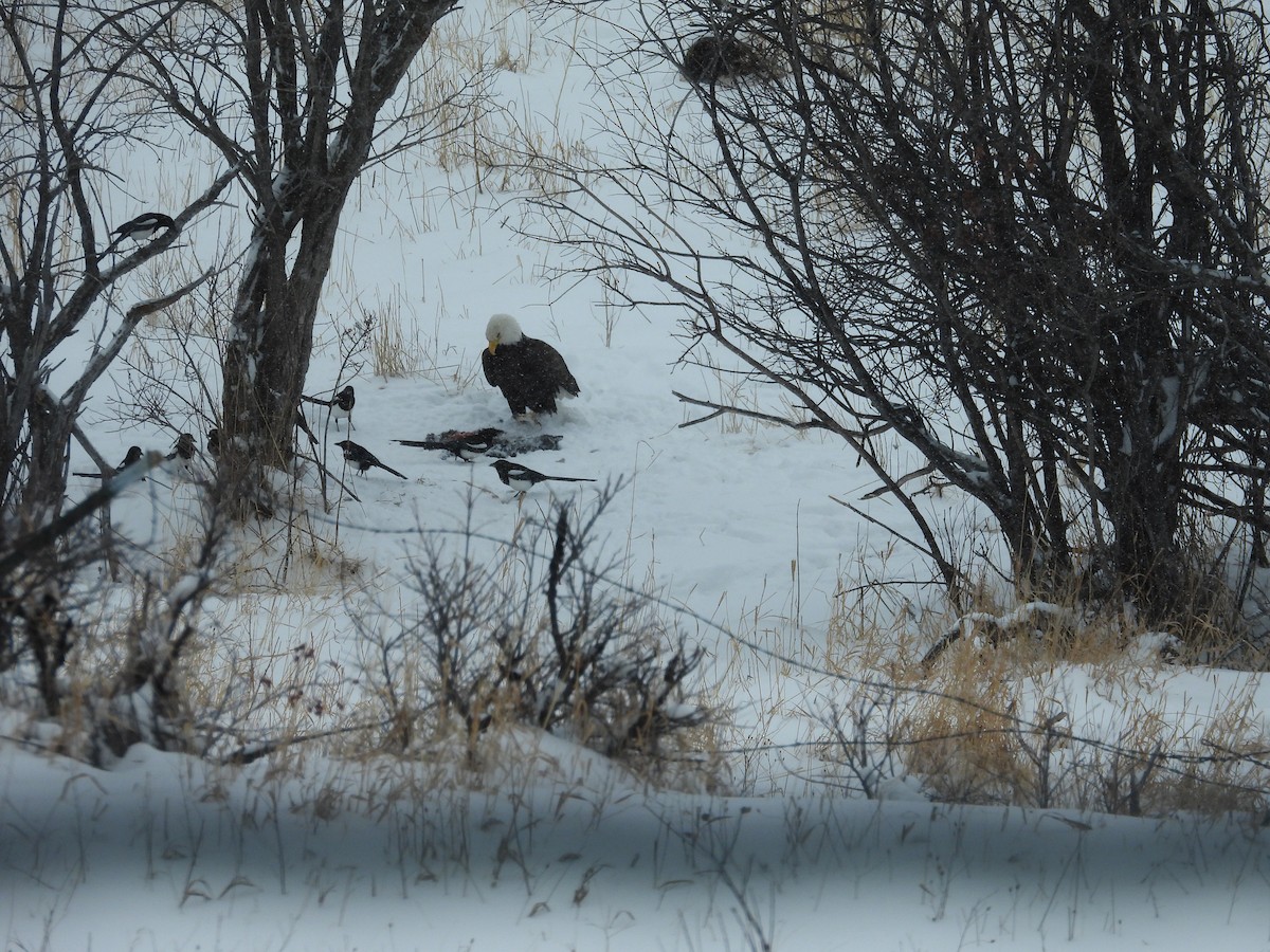 Bald Eagle - ML614425126