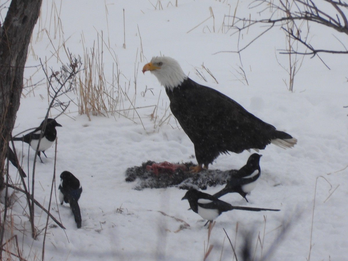 Bald Eagle - ML614425127
