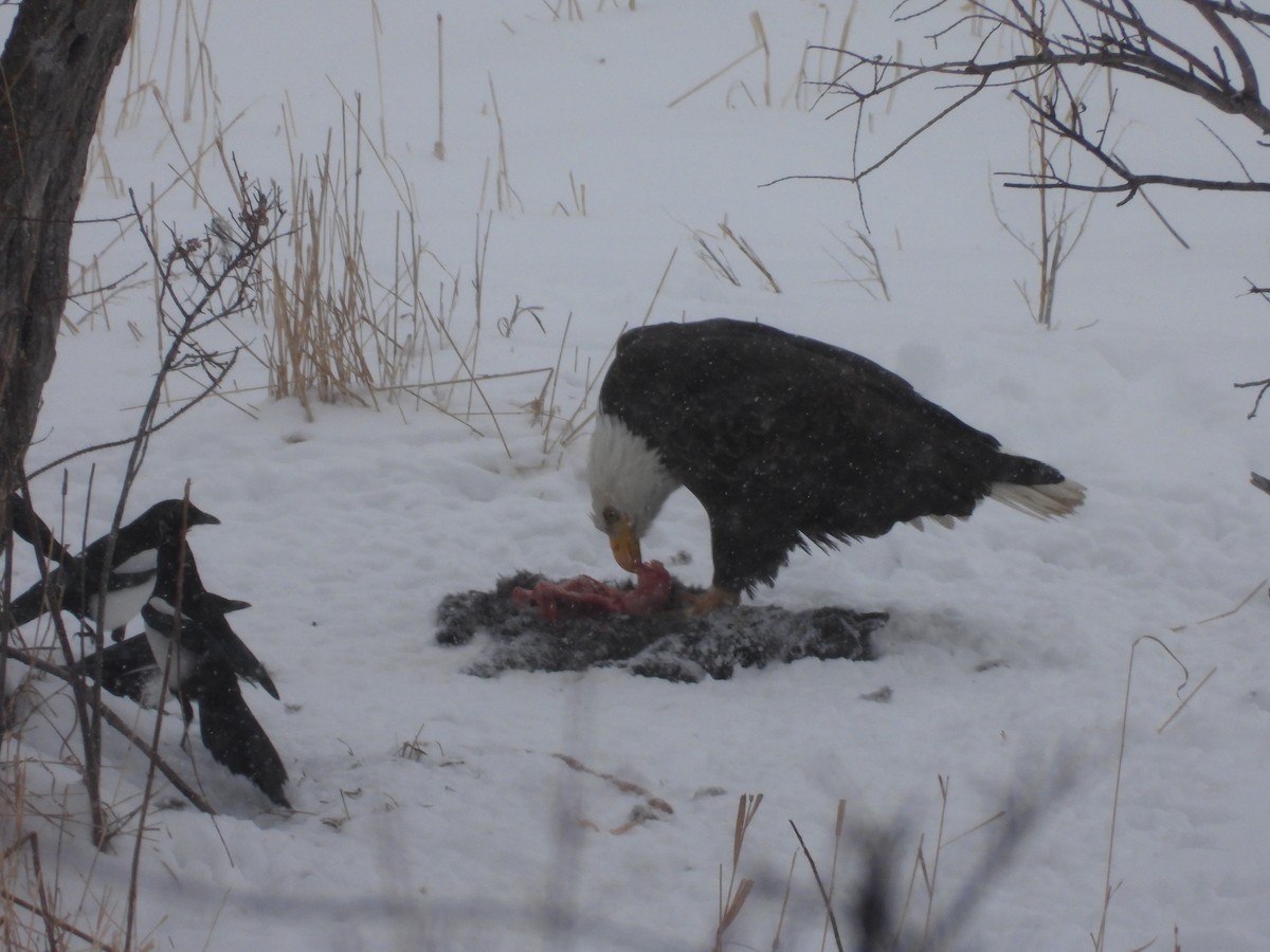 Bald Eagle - ML614425128