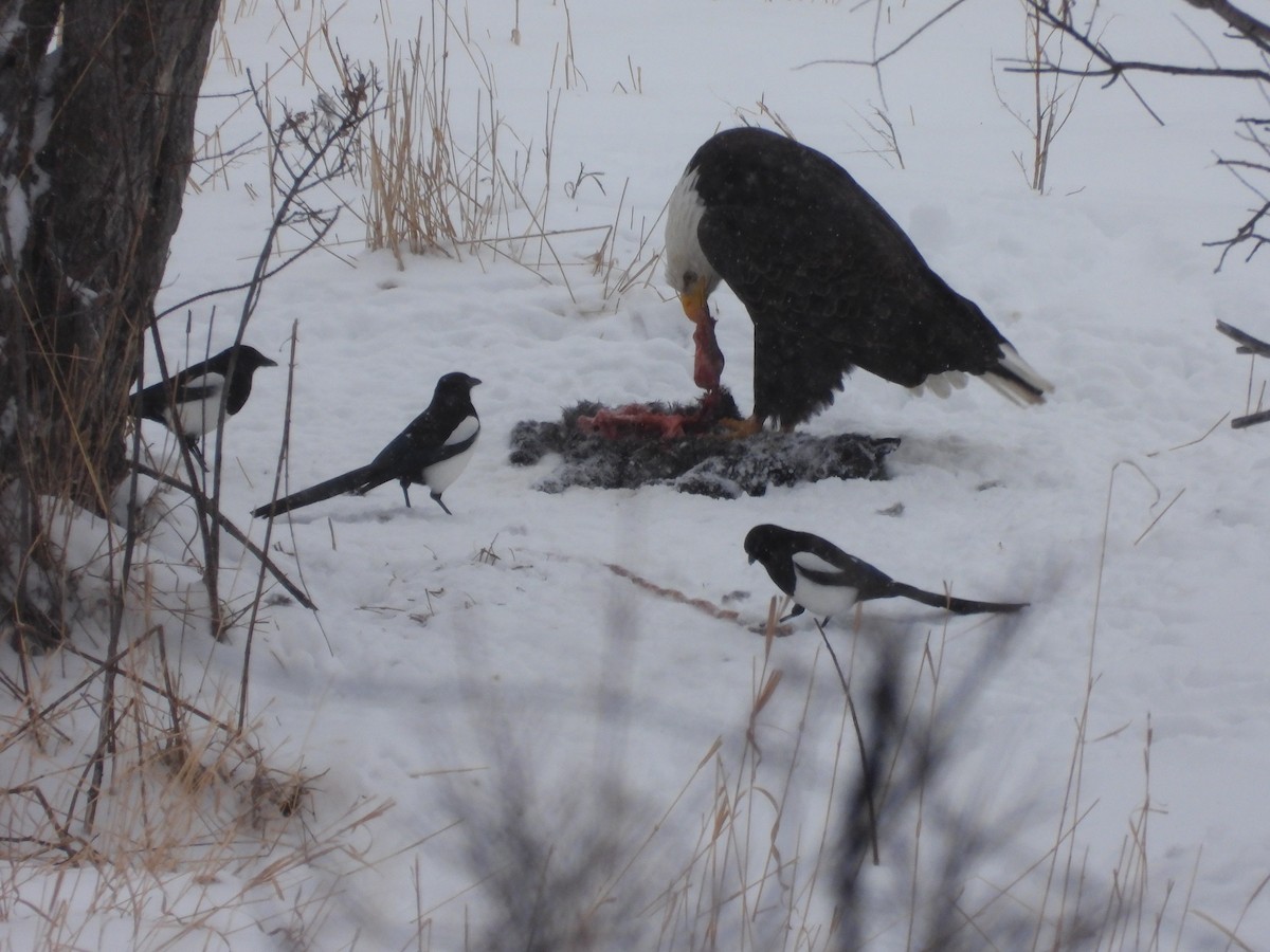 Bald Eagle - ML614425129