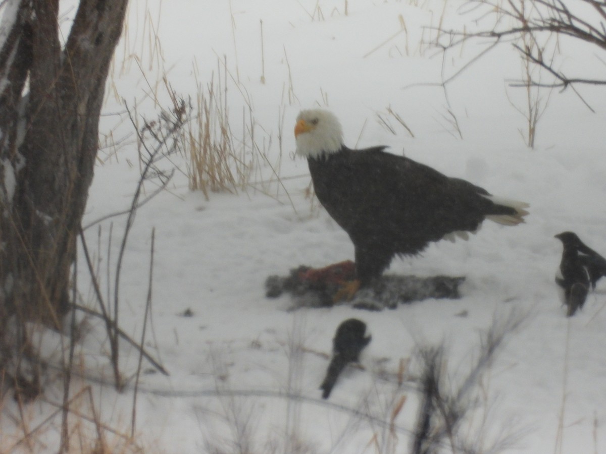 Bald Eagle - ML614425130