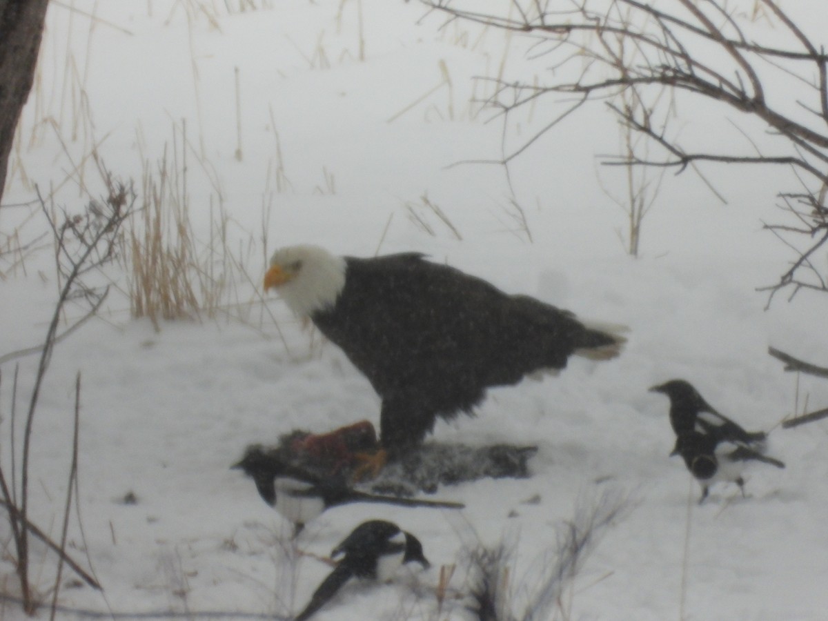 Bald Eagle - ML614425131
