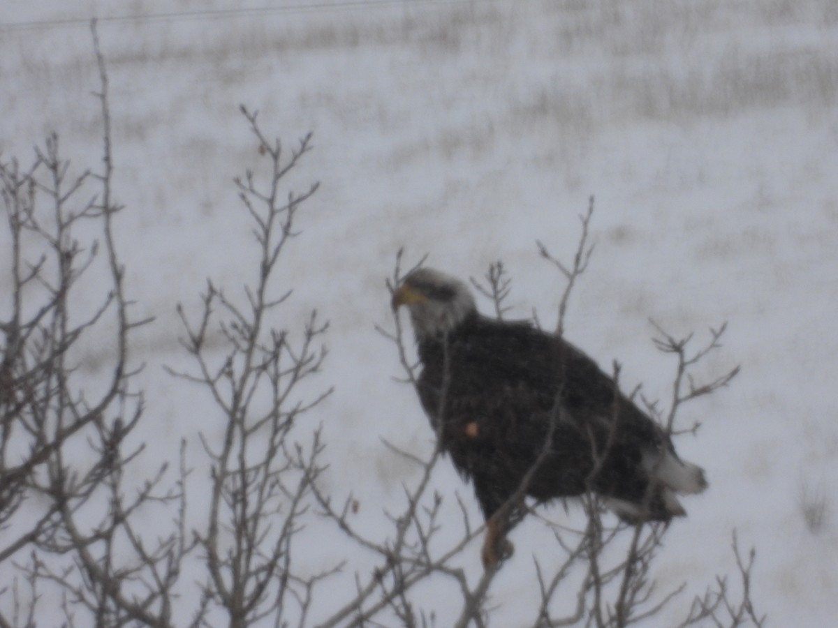 Bald Eagle - ML614425132