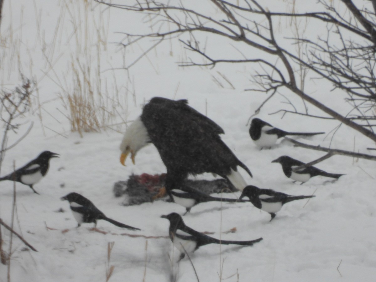 Bald Eagle - ML614425133