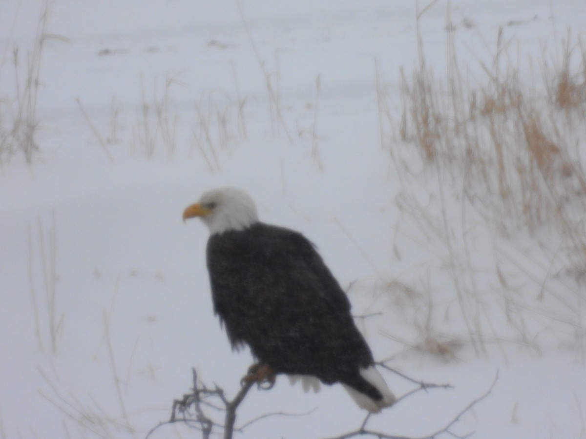 Bald Eagle - ML614425134
