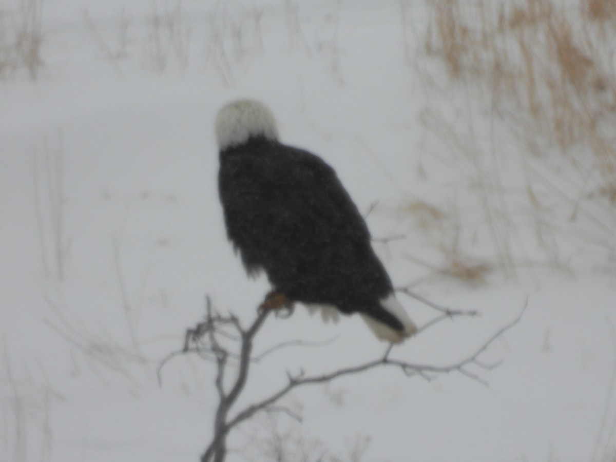 Bald Eagle - ML614425135