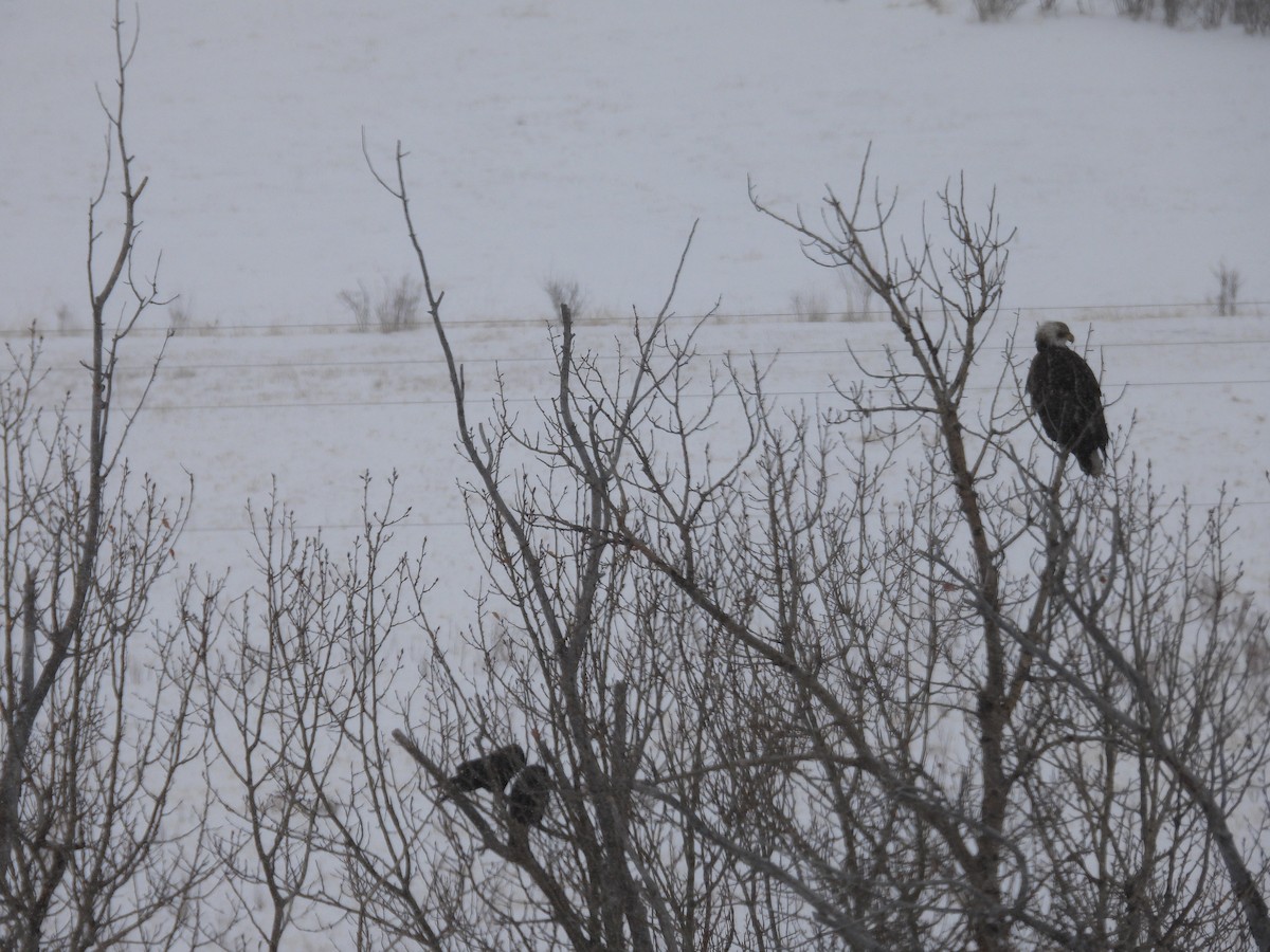 Bald Eagle - ML614425137