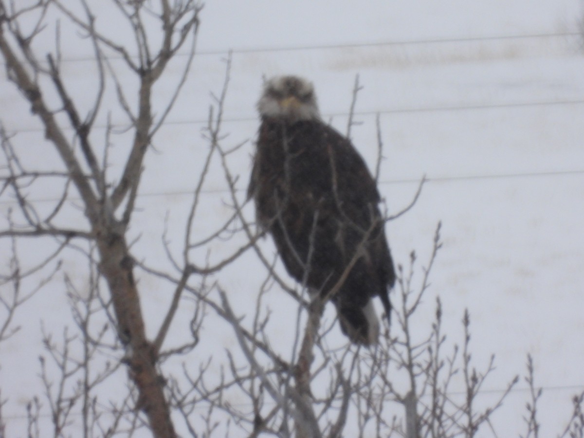 Bald Eagle - ML614425138