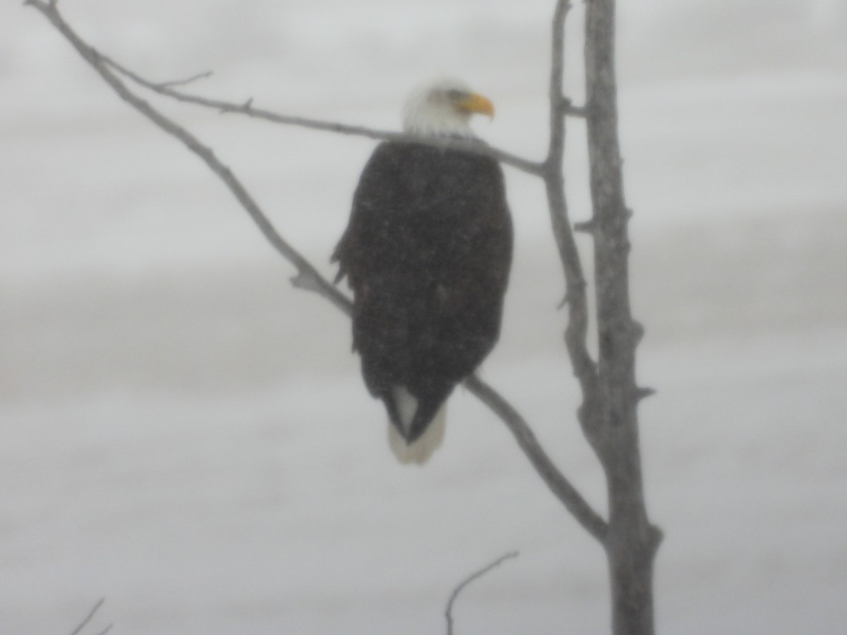 Bald Eagle - ML614425139