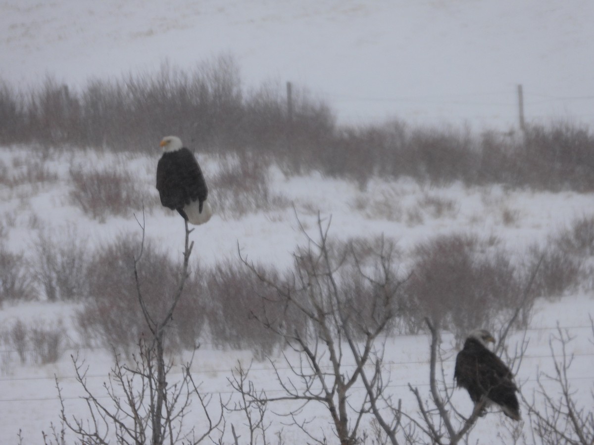 Bald Eagle - ML614425142