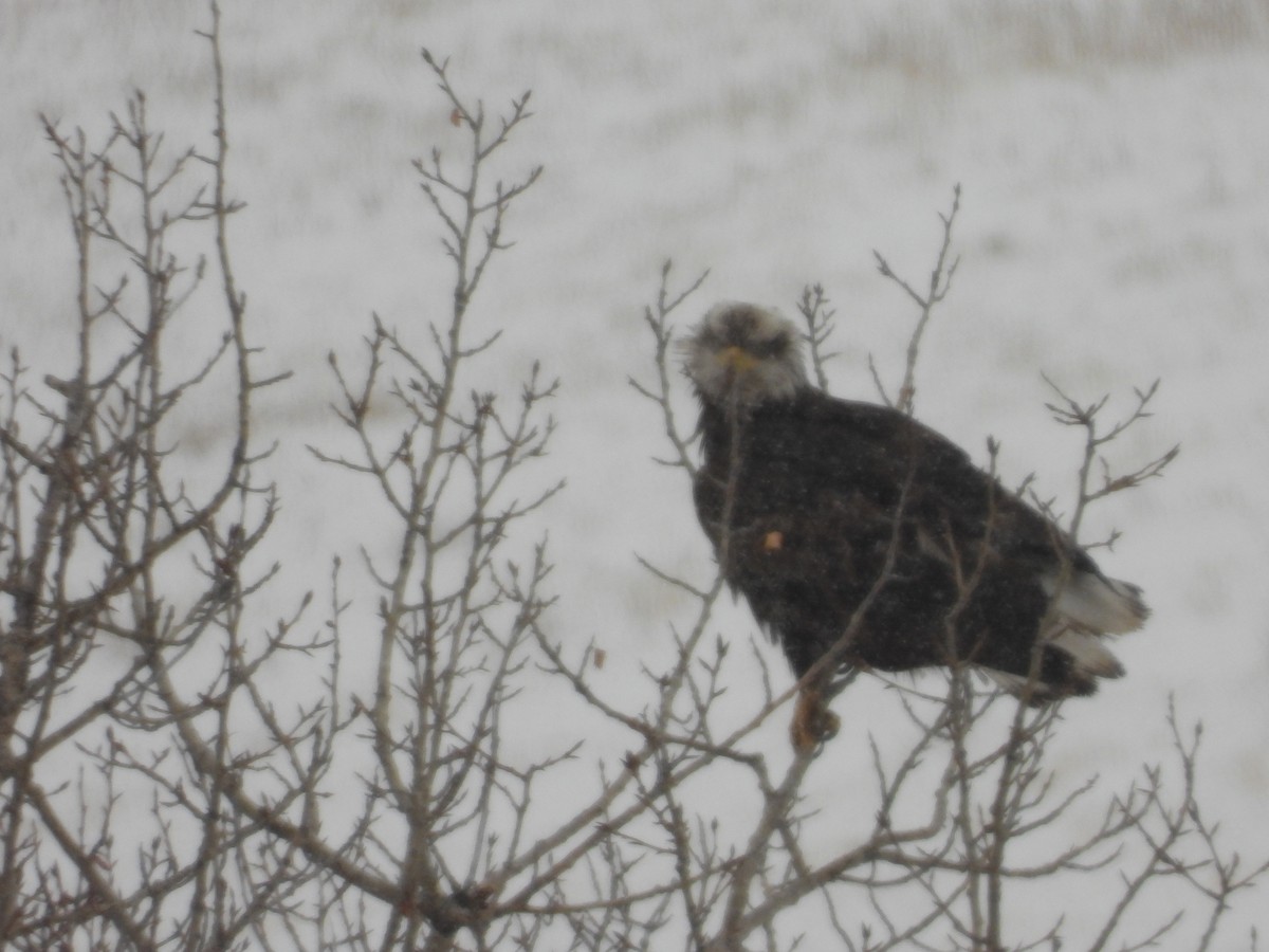 Bald Eagle - ML614425143