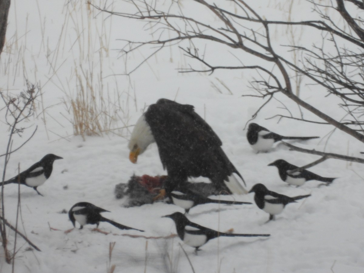 Bald Eagle - ML614425144