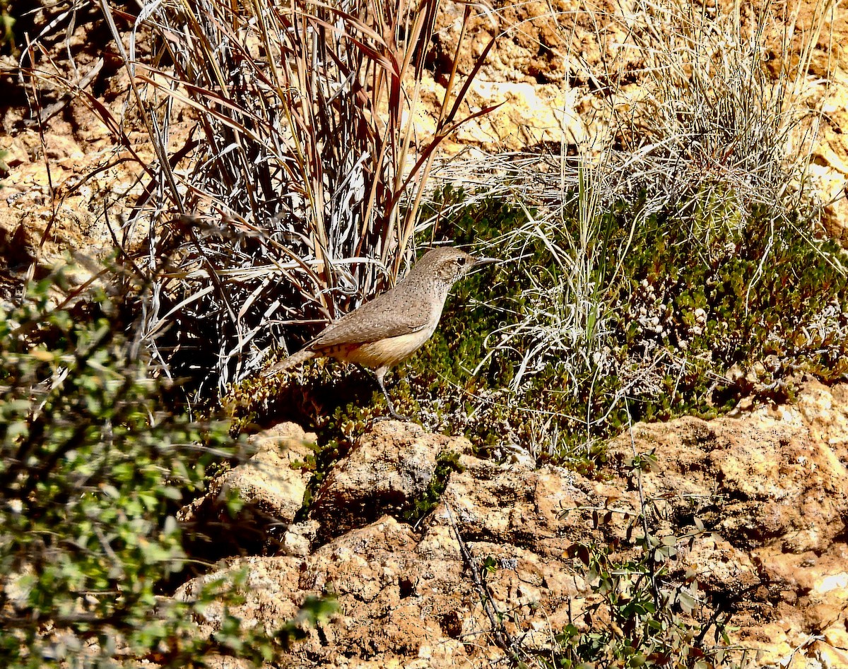 Rock Wren - ML614425181